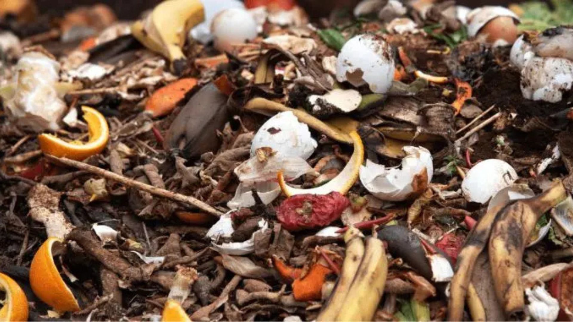 What Is The Difference Between Organic And Inorganic Waste